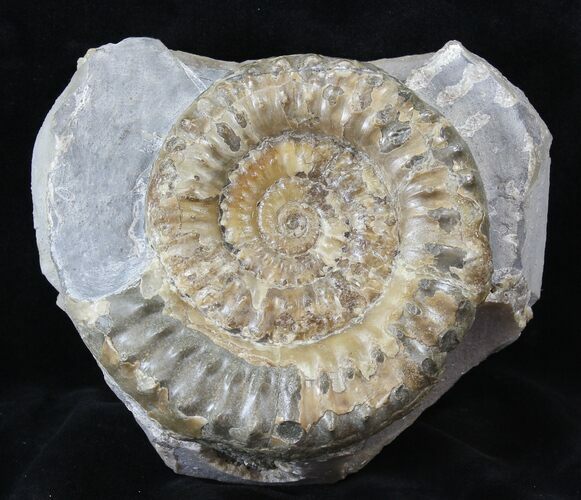 Microderoceras Ammonite - Dorset, England #30779